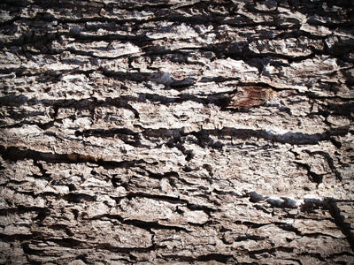 衰老特徵和背後原因